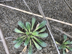 Erysimum menziesii