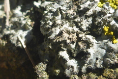 Phaeophyscia hirsuta