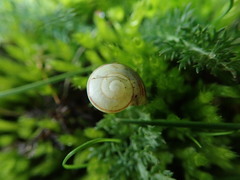Cepaea
