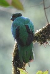 Pharomachrus antisianus