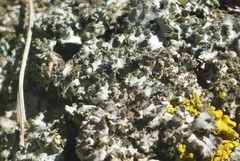 Phaeophyscia hirsuta