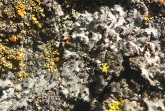 Phaeophyscia hirsuta