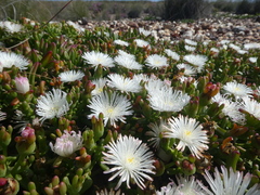 Mesembryanthemum longistylum