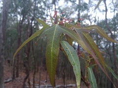 Brachychiton