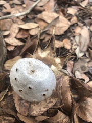 Myriostoma