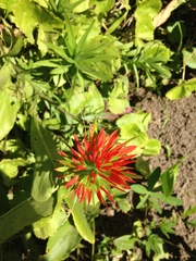 Castilleja suksdorfii