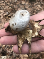 Myriostoma