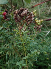 Hypericum perforatum