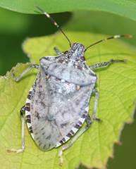 Halyomorpha halys