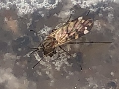 Sylvicola alternatus