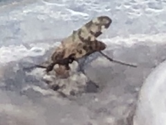 Sylvicola alternatus