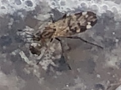 Sylvicola alternatus