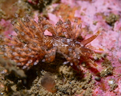 Eubranchus vittatus