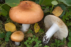 Russula aurantioflammans