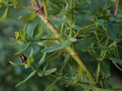 Hypericum perforatum