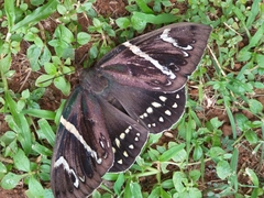 Eupalamides cyparissias