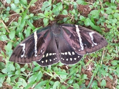 Eupalamides cyparissias