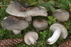 Russula atroglauca