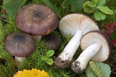 Russula versicolor