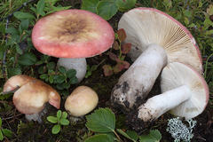 Russula exalbicans