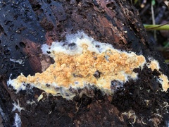 Phlebiodontia subochracea