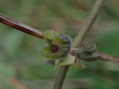 Salvia verbenaca