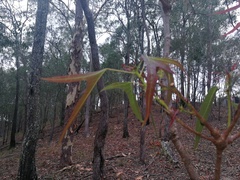 Brachychiton