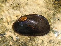 Hyridella australis