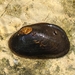 Austral Mussel - Photo (c) julespetroff, some rights reserved (CC BY-NC), uploaded by julespetroff