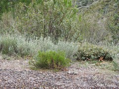 Phillyrea angustifolia