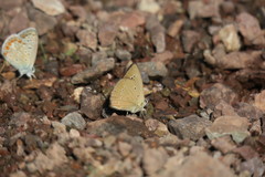 Polyommatus aroaniensis