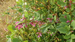 Lespedeza stuevei