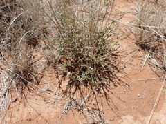 Jamesbrittenia filicaulis