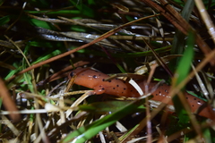 Pseudotriton montanus montanus