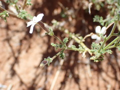 Jamesbrittenia filicaulis