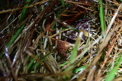 Pseudotriton montanus montanus