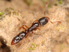 Ponera