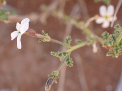 Jamesbrittenia filicaulis
