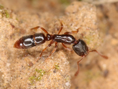 Ponera