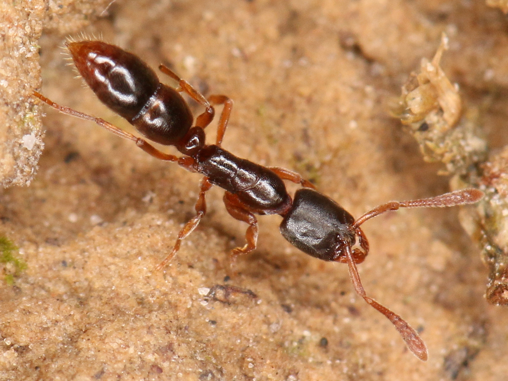 Typical Ponerine Ants