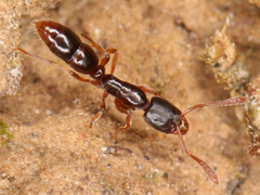 Ponera
