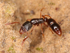 Ponera