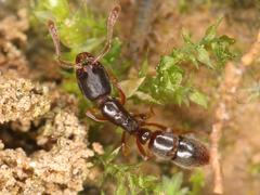 Ponera