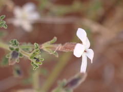Jamesbrittenia filicaulis