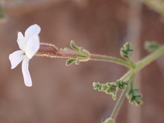 Jamesbrittenia filicaulis