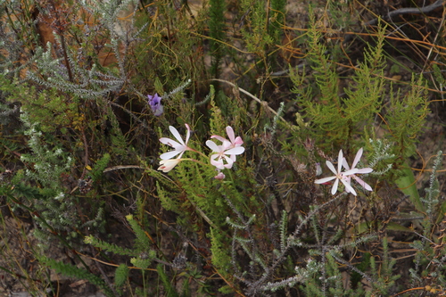White Tile-root (Geissorhiza exscapa)