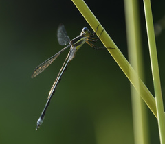 Archilestes