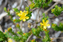 Adenosepalum