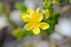 Adenosepalum