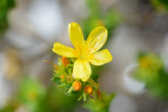 Adenosepalum